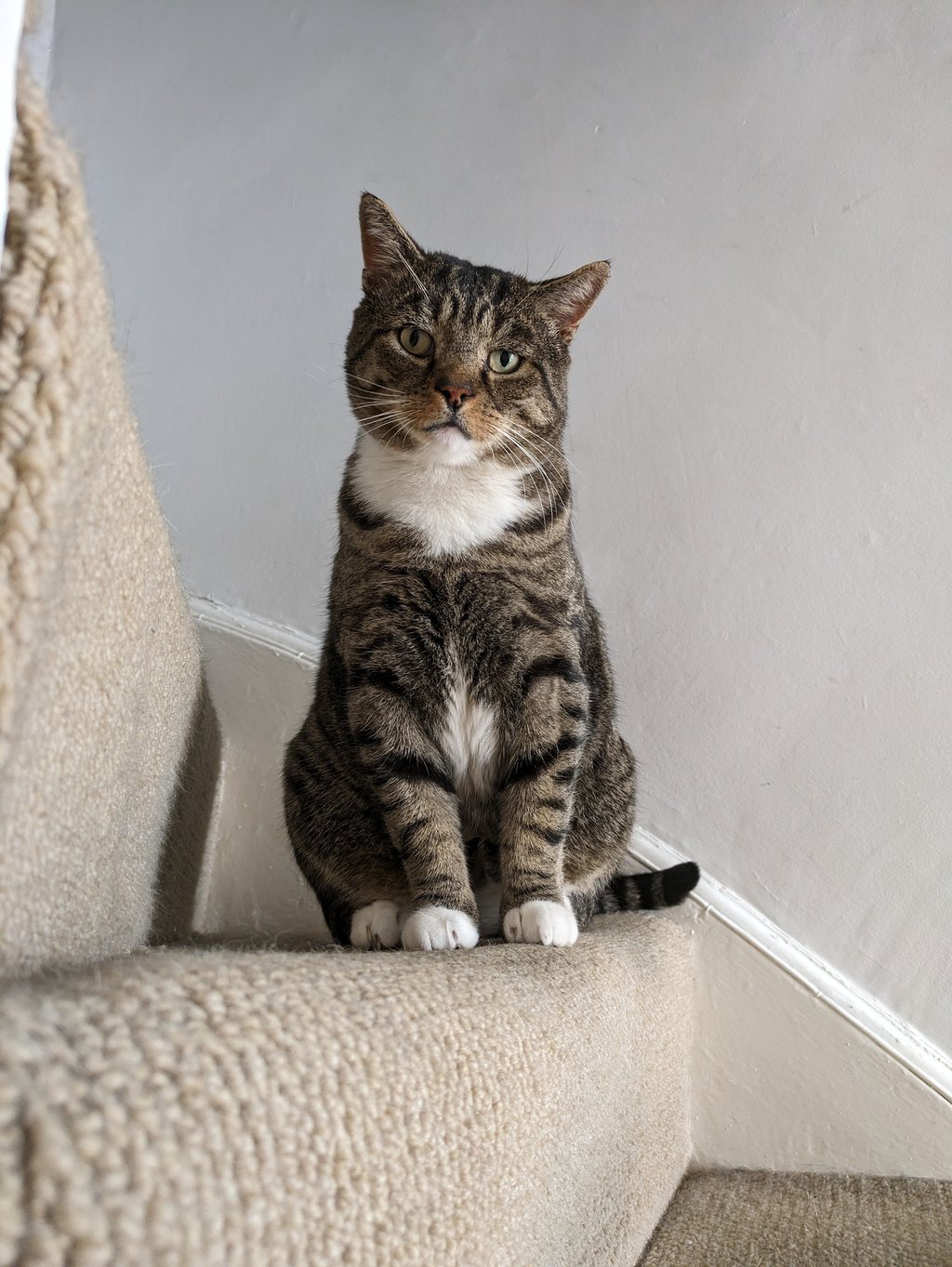 A tabby cat with striking green eyes sits calmly on a carpeted staircase. The cat has a white chest and paws, with its tail curling around the edge of the step. The background features plain walls and soft lighting.